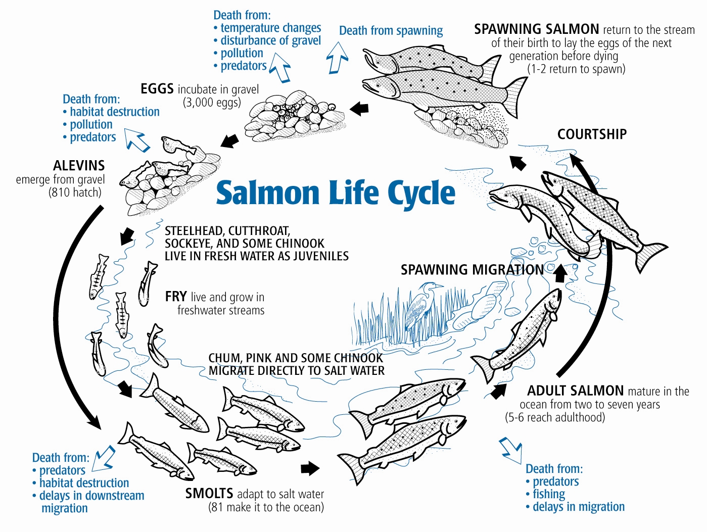 Salmon Life Cycle and Causes of Death